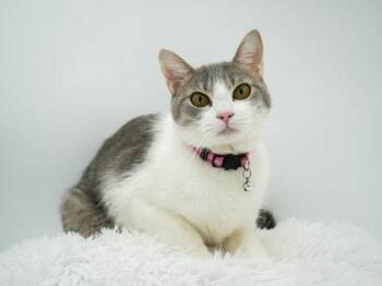 Journey -  Domestic Short Hair Cat for Adoption in Bowling Green, Kentucky - Journey | PetCurious