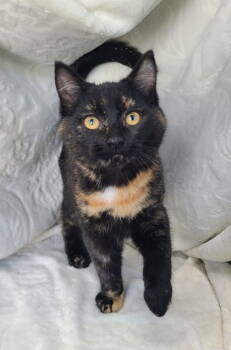 Rescue Tortoiseshell Cats for Adoption in Lake City, Michigan - 6805 (Sequoia) | PetCurious
