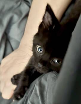 Freddie -  Domestic Short Hair Cat for Adoption in Herndon, Virginia - Freddie | PetCurious