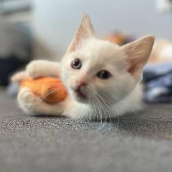 Marie -  Domestic Short Hair Cat for Adoption in Kanab, Utah - Marie | PetCurious