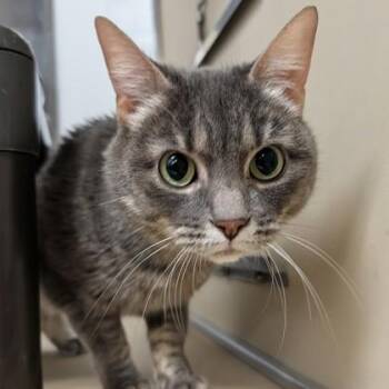 Domestic Short Hair Cats Available for Adoption in Dubuque, Iowa - Lilac | PetCurious