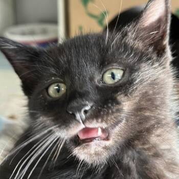 Purrhaps -  Domestic Short Hair Cat for Adoption in Baltimore, Maryland - Purrhaps | PetCurious
