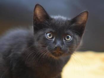 Diaspore -  Domestic Short Hair Cat for Adoption in Portland, Oregon - Diaspore | PetCurious