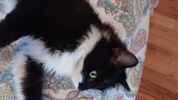 Rescue Domestic Medium Hair Cats for Adoption in Powdersville, South Carolina - Riley | PetCurious