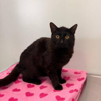 Thursday -  Domestic Short Hair Cat for Adoption in Clavet, Saskatchewan - Thursday | PetCurious