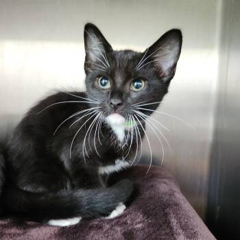 Pecan Pie -  Domestic Short Hair Cat for Adoption in Fort Wayne, Indiana - Pecan Pie | PetCurious
