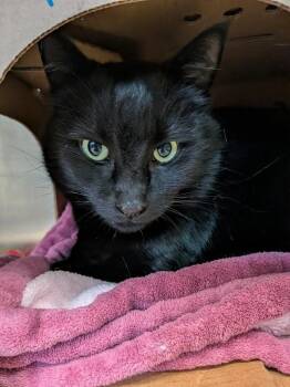 Waylon -  Domestic Short Hair Cat for Adoption in West Vancouver, British Columbia - Waylon | PetCurious