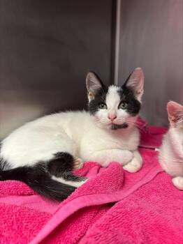 NOAH* -  Domestic Short Hair Cat for Adoption in Santa Cruz, California - NOAH* | PetCurious