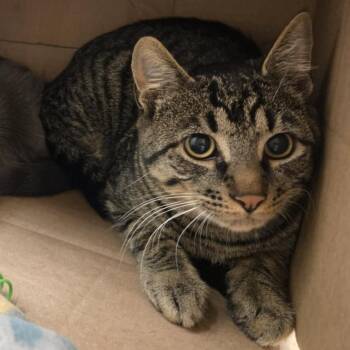 Domestic Short Hair Cats Available for Adoption in Ballston Spa, New York - Jules | PetCurious