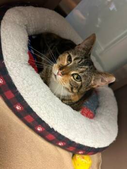 Domestic Short Hair Cats Available for Adoption in Blountville, Tennessee - Solstice | PetCurious