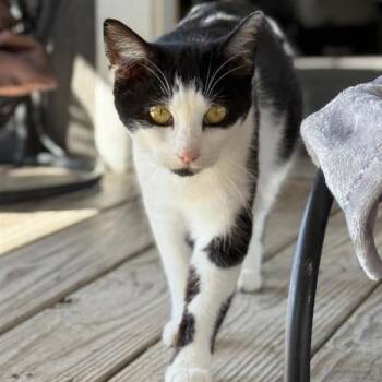 Domestic Short Hair Cats Available for Adoption - Darcy | PetCurious