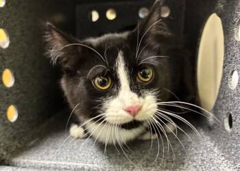 QUANTAVIOUS -  Domestic Short Hair Cat for Adoption in Pueblo, Colorado - QUANTAVIOUS | PetCurious