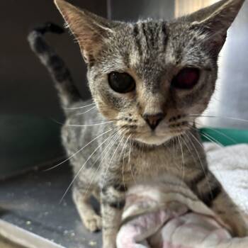 Rescue Domestic Short Hair Cats for Adoption in Enterprise, Alabama - Engine | PetCurious