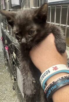 Misty -  Domestic Short Hair Cat for Adoption in West Chester, Pennsylvania - Misty | PetCurious