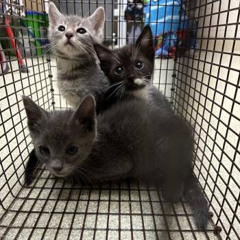 Alvin -  Domestic Short Hair Cat for Adoption in Windsor, Virginia - Alvin | PetCurious