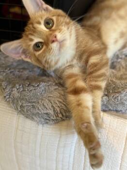 Rescue Domestic Short Hair Cats for Adoption in Charleston, South Carolina - Pippaq | PetCurious