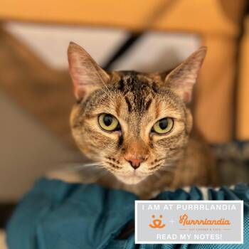 Domestic Short Hair Cats Available for Adoption in Los Angeles, California - Starfox | PetCurious