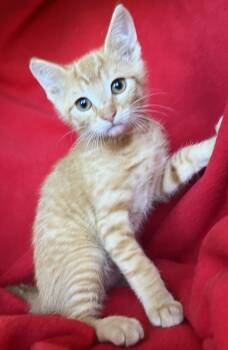 Wilbur -  Tabby Cat for Adoption in Hood River, Oregon - Wilbur | PetCurious