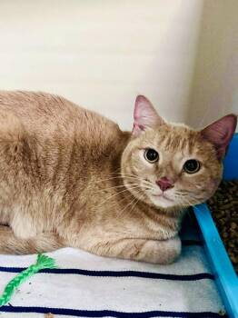 Domestic Short Hair Cats Available for Adoption in Sebastian, Florida - Baby | PetCurious