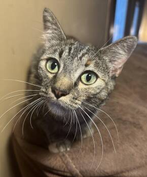 Dolly -  Domestic Short Hair Cat for Adoption in Lafayette, Colorado - Dolly | PetCurious
