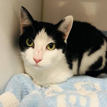 Missy -  Tuxedo Cat for Adoption in Villa Park, California - Missy | PetCurious