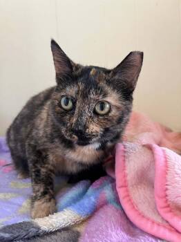 Rescue Domestic Short Hair Cats for Adoption in Baton Rouge, Louisiana - Capri Sun | PetCurious