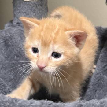Tigger -  Domestic Short Hair Cat for Adoption in Chino Hills, California - Tigger | PetCurious