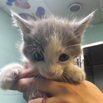 Casper -  American Shorthair Cat for Adoption in Jacksonville, Arkansas - Casper | PetCurious