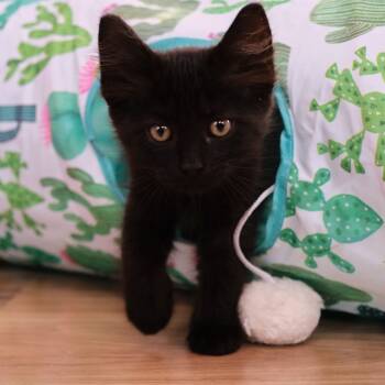 Rescue Domestic Long Hair Cats for Adoption in Morgan Hill, California - Chocolate Chip Cookie | PetCurious