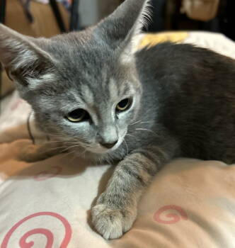 Rescue Domestic Short Hair Cats for Adoption in Oviedo, Florida - Giselle | PetCurious