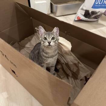 Franco and Tommy -  Domestic Short Hair Cat for Adoption in Midlothian, Virginia - Franco And Tommy | PetCurious