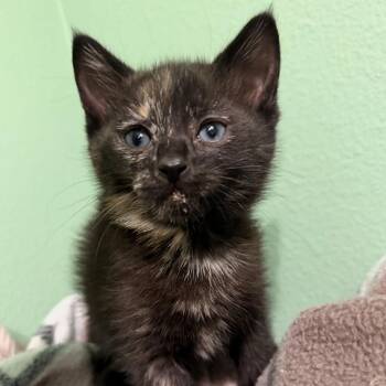 Fearless -  American Shorthair Cat for Adoption in Newberg, Oregon - Fearless | PetCurious