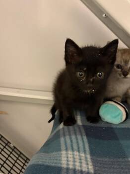 Timber Creek -  Domestic Short Hair Cat for Adoption in Fort Collins, Colorado - Timber Creek | PetCurious