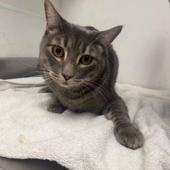 Blaze -  Domestic Short Hair Cat for Adoption in Kanab, Utah - Blaze | PetCurious
