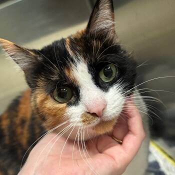 Callie 89C26 -  Domestic Short Hair Cat for Adoption in Napoleon, Ohio - Callie 89C26 | PetCurious