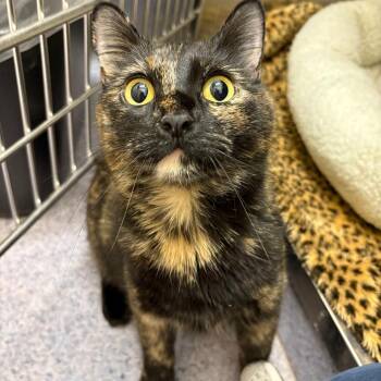 26-77 Eclair -  Domestic Short Hair Cat Available for Adoption in North Branford, Connecticut - 26-77 Eclair | PetCurious