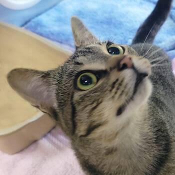 Hoover -  Domestic Short Hair Cat for Adoption in Plover, Wisconsin - Hoover | PetCurious