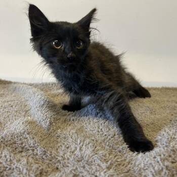 IVHS-Stray-139246 -  Domestic Medium Hair Cat for Adoption in San Gabriel, California - IVHS-Stray-139246 | PetCurious