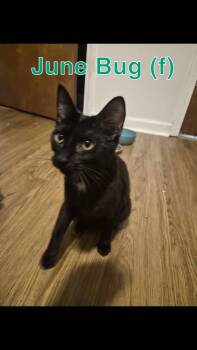 June Bug -  Domestic Short Hair Cat Available for Adoption in Clarksville, Tennessee - June Bug | PetCurious