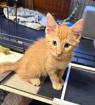 Leroy -  Domestic Short Hair Cat for Adoption in Breinigsville, Pennsylvania - Leroy | PetCurious