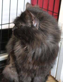 Persian Cats Available for Adoption in Wolcott, Connecticut - Chocolate | PetCurious