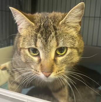 Poppi -  Domestic Short Hair Cat for Adoption in Saginaw, Michigan - Poppi | PetCurious