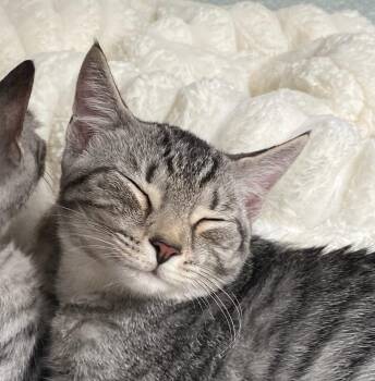 Mia -  Domestic Short Hair Cat for Adoption in Tarrytown, Georgia - Mia | PetCurious
