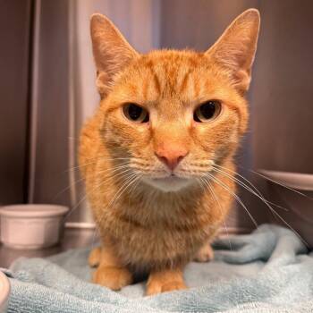 Thomas the Train -  Domestic Short Hair Cat for Adoption - Thomas The Train | PetCurious