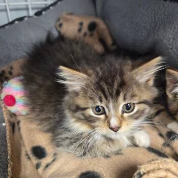 Luanne -  Domestic Medium Hair Cat for Adoption in Watertown, New York - Luanne | PetCurious