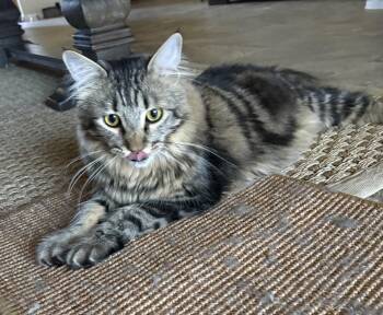 Trigger - Big Fluff, Bigger Heart - Courtesy Listing -  Domestic Long Hair Cat for Adoption in Prescott, Arizona - Trigger - Big Fluff, Bigger Heart - Courtesy Listing | PetCurious