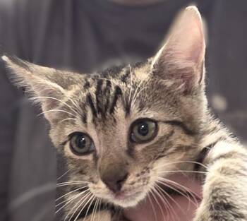 Simba -  Tabby Cat for Adoption in Savannah, Georgia - Simba | PetCurious