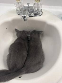 Riley -  Domestic Short Hair Cat for Adoption in Ferndale, Michigan - Riley | PetCurious