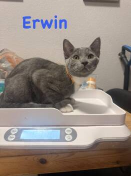 Erwin -  Domestic Short Hair Cat for Adoption in Ruskin, Florida - Erwin | PetCurious