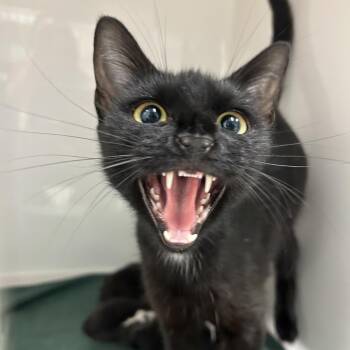 Ravine -  Domestic Short Hair Cat for Adoption in Charleston, West Virginia - Ravine | PetCurious